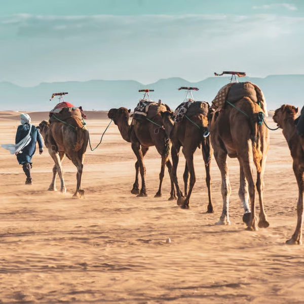 2. Zagora Desert Tour (2 days- 1 night )